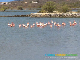 Flamingos In Der Nähe