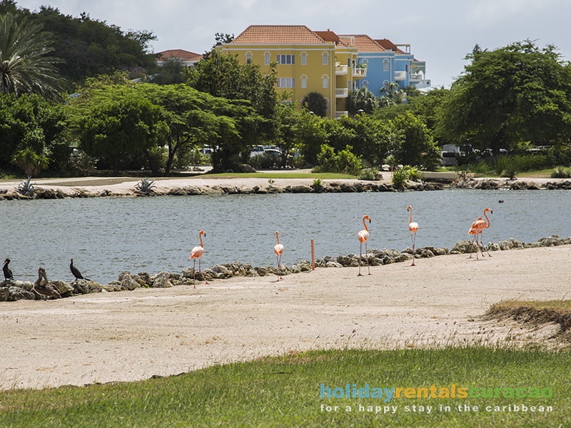 Auf dem Golfplatz können Sie auch Flamingos beobachten